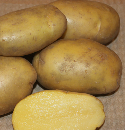Семенной картофель сорта Гулливер