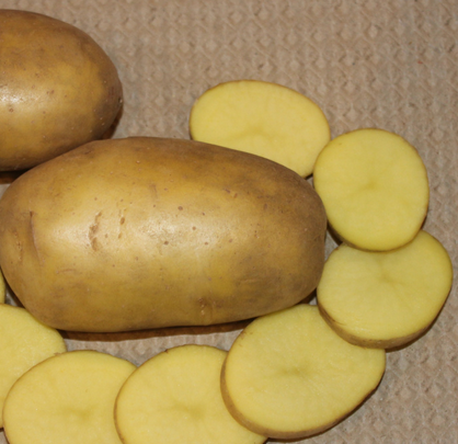 Семенной картофель сорта Гулливер в разрезе