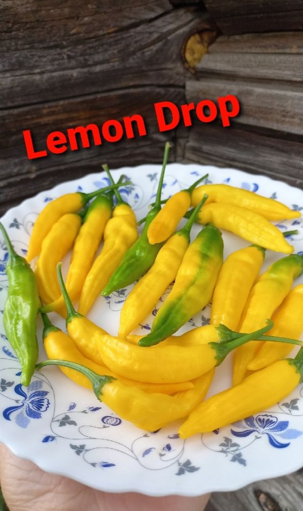 Перец горький Lemon Drop( коллекция Риммы Сибгат ) 
